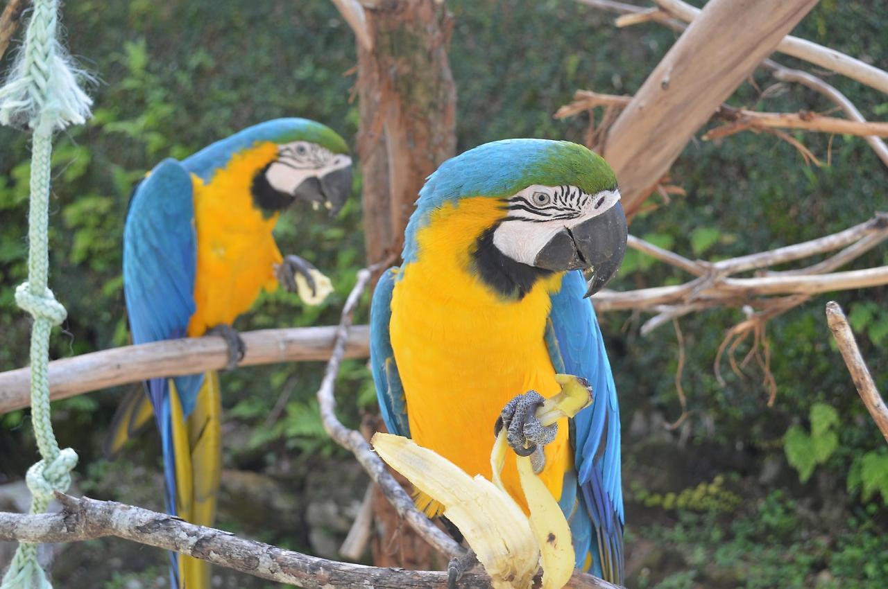Pousada Tere Parque Teresópolis Buitenkant foto